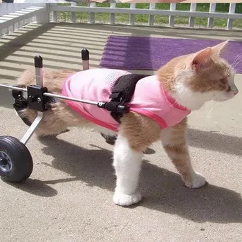 חתול גלגלים שיתוק שבר מחמד רגלו האחורית בעמוד השדרה שיקום הכשרה המכונית גפיים אחוריות נכות הליכה העגלה.
